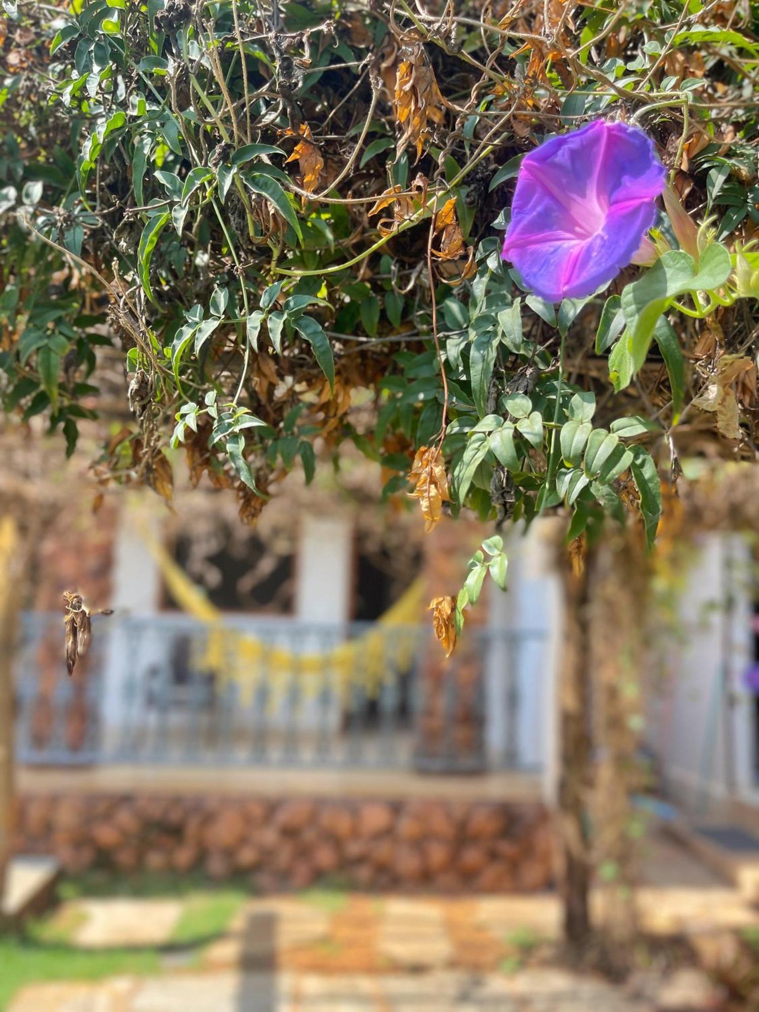 Pousada Verdes Encantos Pirenópolis エクステリア 写真